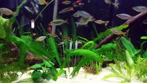 Shrimp tank, Cichlid tank and Planted tank