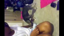 Dog  people   Humping Chihuahua funny Animal funny