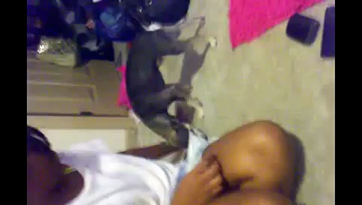 Dog  people   Humping Chihuahua funny Animal funny