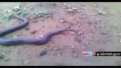 dekhen snake bachy kis trha deta hai