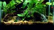 Ares crown tail betta. 5.5 gallon planted aquarium