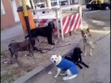 Perros atados