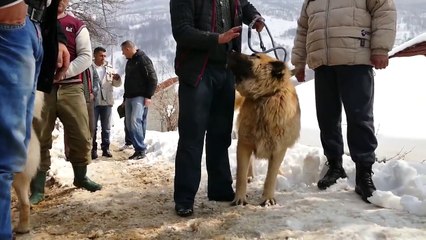 Fight & shepherd dogs in Macedonia II. - Боевой да Овчарка собака Македония II.