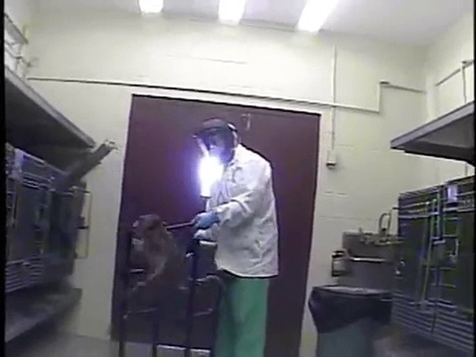 Undercover Footage: Monkey Restraint Devices
