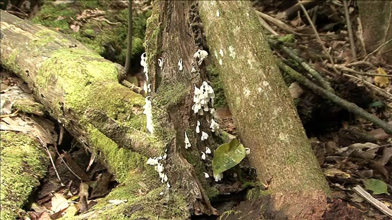 Rainforest Fungi