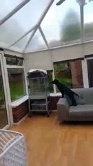 Parrot Mimics Dog Barking