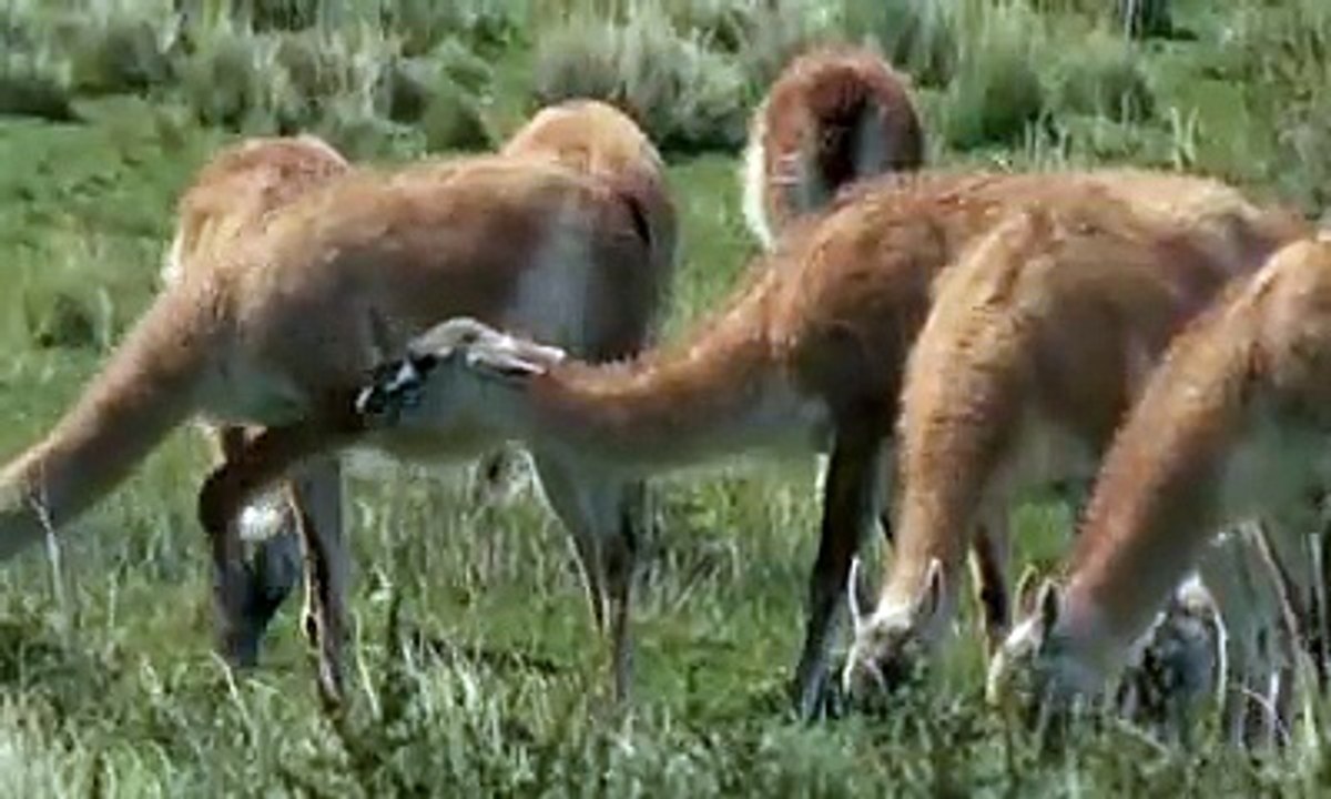 El reino del Condor 4/5