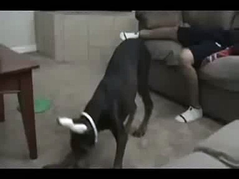 whatsapp funny video 2 @whatsapp #whatsapp