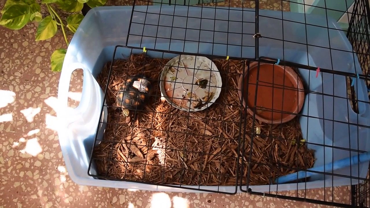 Tortoise table build