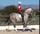 Andalusian PRE Bohorquez dressage stallion nr 436 - www.horsespre.com -