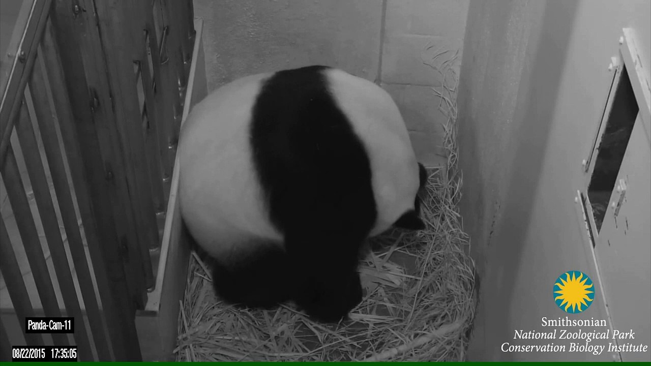 Zoológico de Washington celebra novos bebês panda