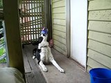 Ben my Border Collie dog doing his can trick Pt 1 / How smart are Border Collies?