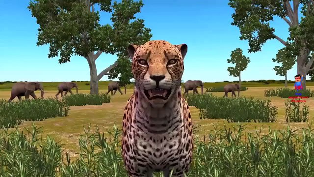 Finger Family Nursery Rhymes Cheetah Animals Cartoons | Finger Family Children Nursery Rhymes 3D