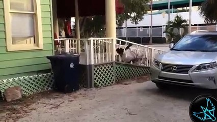 Fail Videoları, Komik Videolar, Kaza Videoları