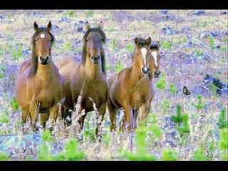 wild horses - natasha bedding field with lyrics