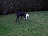 jack vs doberman Chiens qui jouent