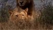 Animal Planet 2015 || Discovery Channel Documentary || Lion Strategies Documentary