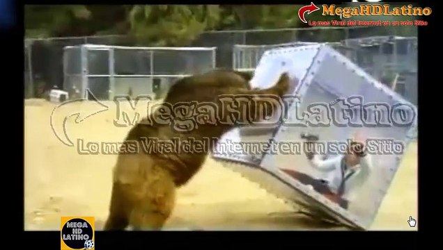 Mujer en caja es atacada por oso pardo