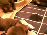 Blue Nose American Staffordshire/Pit Bull Puppies