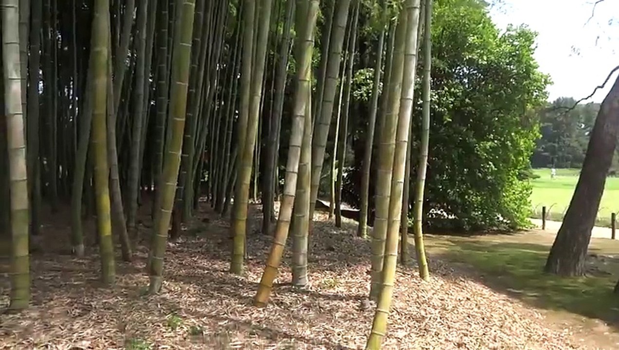 Bamboo at Koraku-en