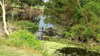 Anhinga - Snakebird - American Darter