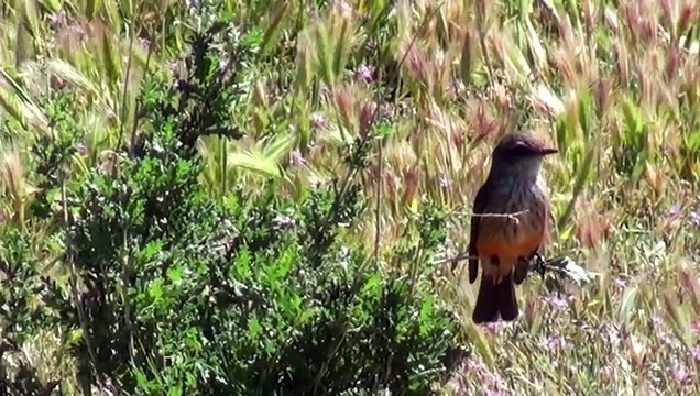 Birds of North America_ from coast to coast