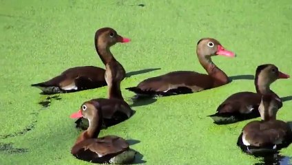 Black-bellied Whistling-Ducks in New Orleans