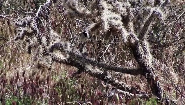Black-throated Sparrow Song