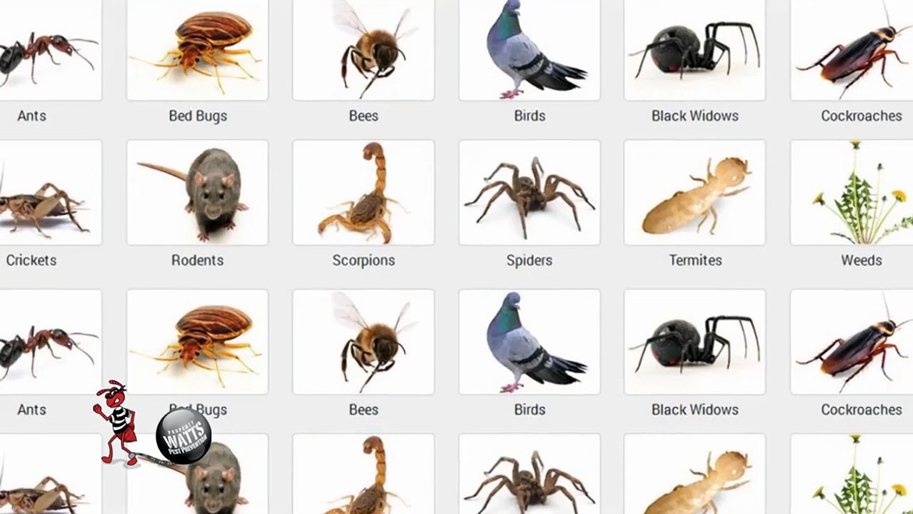 Phoenix, Arizona Exterminator Services - Wattspest.com