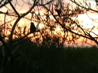 Pakistan_ Monkeys and Mountains at Damen-e-Koh
