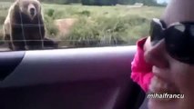 [Best Funny Animals] Bears Acting Like Humans Compilation