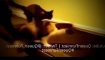 Funny Cats And Dogs Hilarious   Best Funniest Animals Videos Compilation