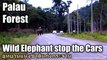 Wild Elephant stop the Cars on the way to Palau Waterfall