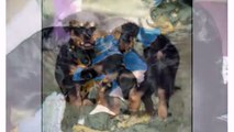 Best Dog Rottweiler Dogs and Puppies - Animal Dog Videos