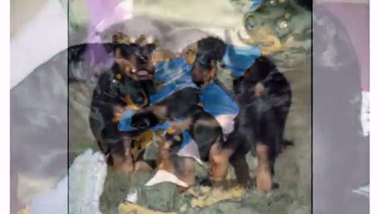 Best Dog Rottweiler Dogs and Puppies - Animal Dog Videos