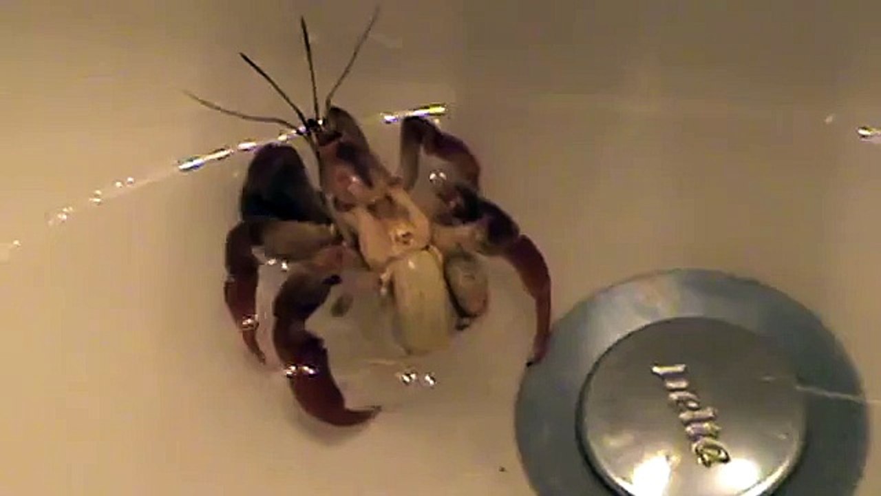 Hermit crab out of shell