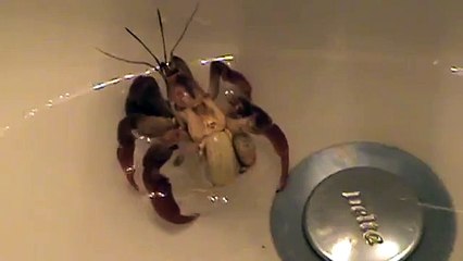 Hermit crab out of shell