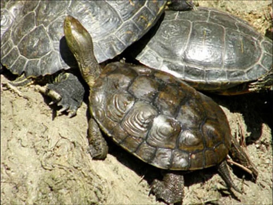 Cómo saber si mi tortuga es hembra o macho?