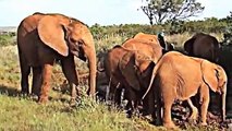 Copy of Orphaned Elephant calves playing in the mud. DSWT, Nairobi, Kenya