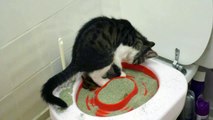 Chat apprend à aller aux toilettes / Cat learns how to go to toilet (Litter Kwitter kit)
