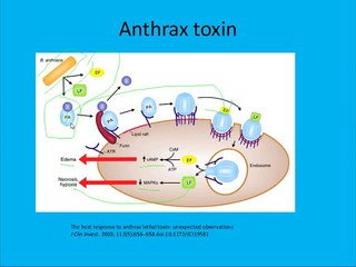 Gram Positive Rods Part One: Spore-formers