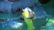 ホッキョクグマ・バフィンと赤ちゃん㊱【天王寺動物園】Polar Bear - Baffin and baby ㊱ [Tennoji Zoo]