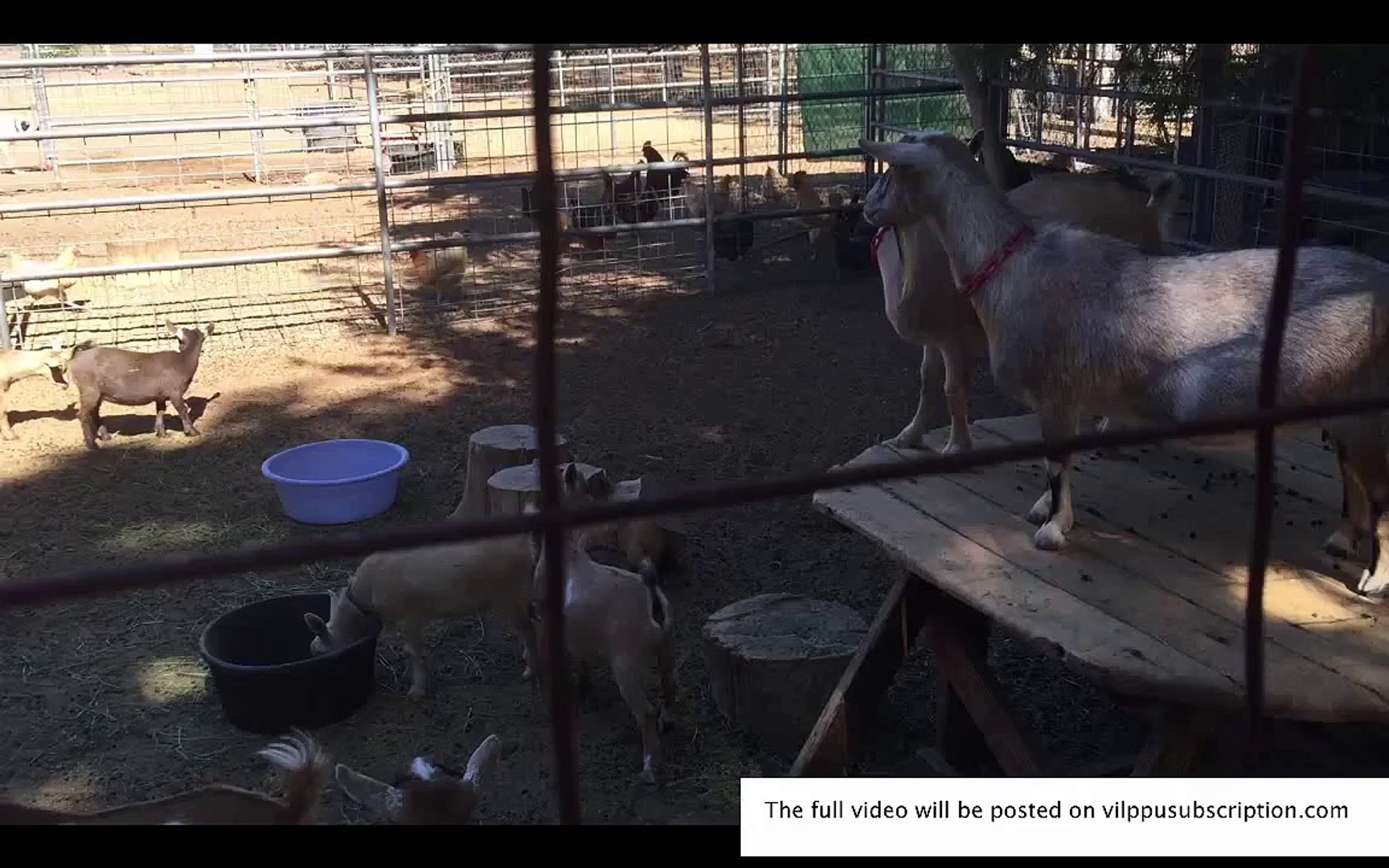 ⁣Vilppu drawing goats from life