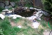 700 Gallon Koi & Shubunkin Homemade Fish Pond In Backyard