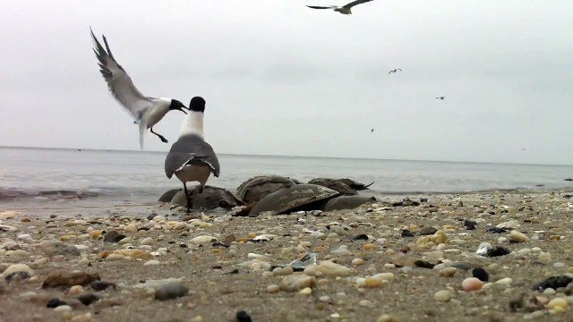 Horseshoe crabs spawning on Delaware Bay @ Reeds Beach, NJ