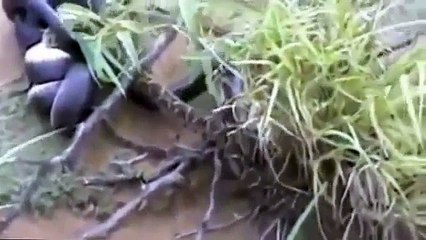 Wild Animal Planet  King Cobra Vs Python Full Documentary