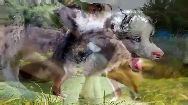 funny dog videos, german shepherd puppies, humane society,