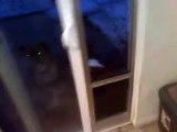 Dog Door in Sliding Glass Door