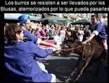 Carrera de burros Vitoria-Gasteiz- Maltrato Animal-