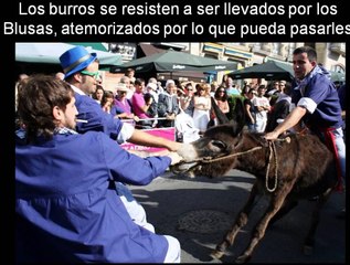 Carrera de burros Vitoria-Gasteiz- Maltrato Animal-